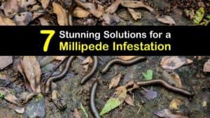 Millipede Infestation titleimg1