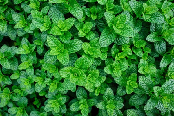 Mint plants are a nicely-scented plant to add to a pot or the garden.