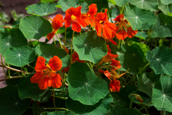 Nasturtiums draw insects away from other plants in the garden.