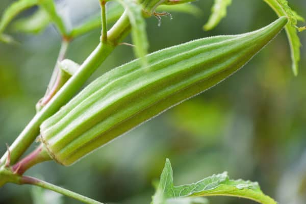 Okra is a vegetable that thrives in summer heat.