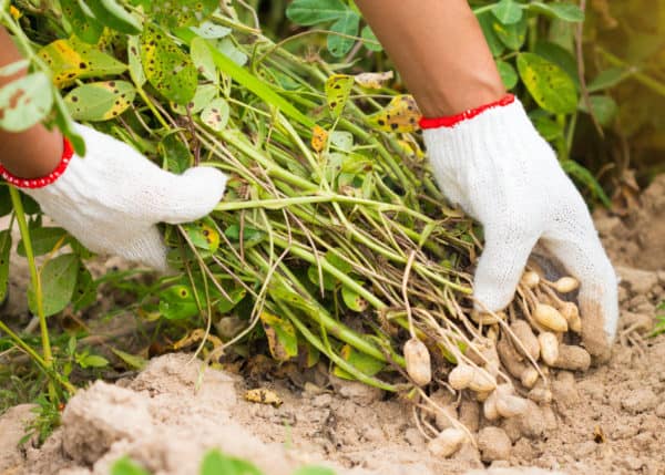 Growing peanuts is not as difficult as it may seem.