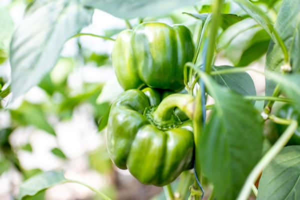 Peppers are easy to grow.