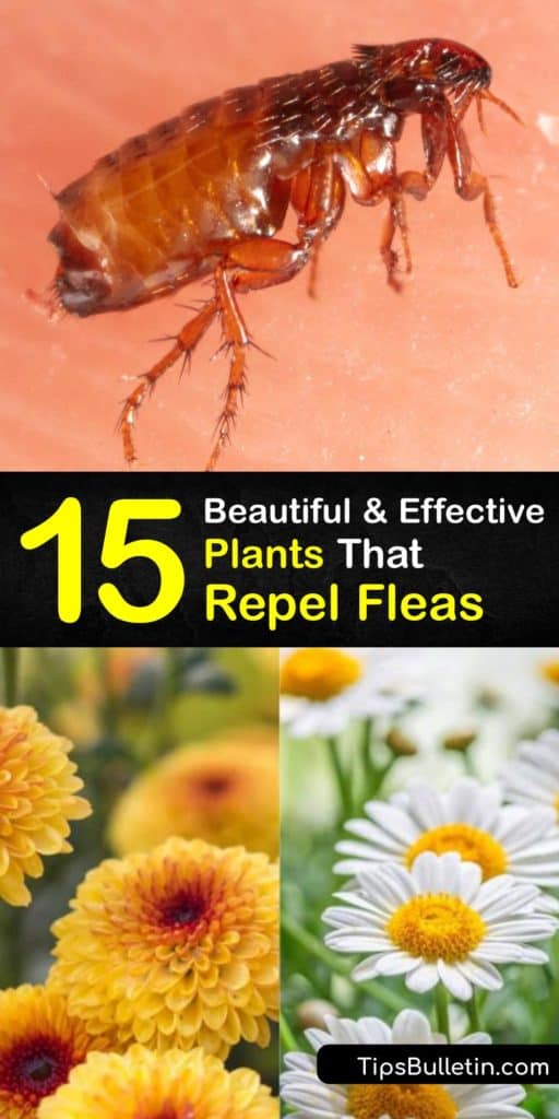 Learn which pest repelling plants keep fleas out of your yard to keep your space flea-free. The mint plant is a flea repelling plant that is also a tasty herb for making tea, and basil plants and citronella grass repel bugs from the area. #flea #repellent #plants 