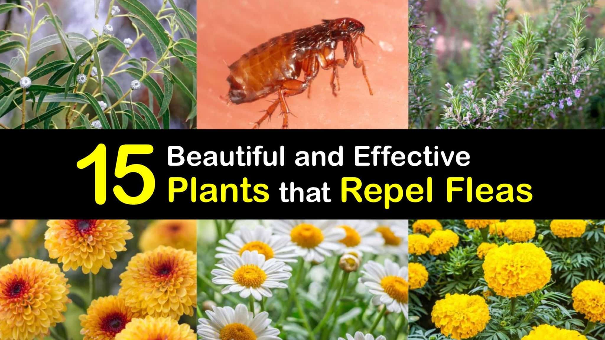 Flea Repellent Plants - Get Rid of Fleas with Plants