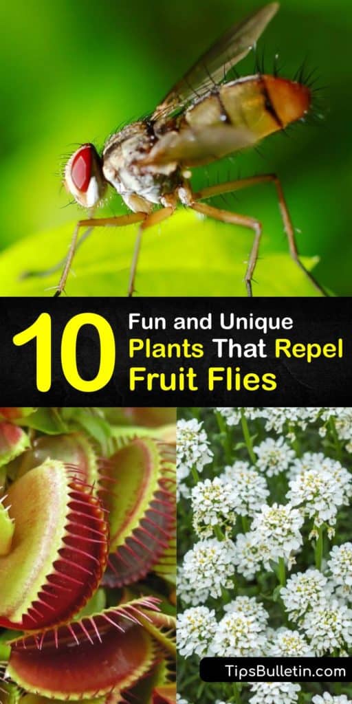 Discover how to repel the common fruit fly, Queensland fruit fly, and Mediterranean fruit fly by using a plant for natural pest control. Many plants, like the tansy, Venus fly trap, lavender, and marigolds repel these pests and add beauty to a space. #plants #repel #fruit #flies 