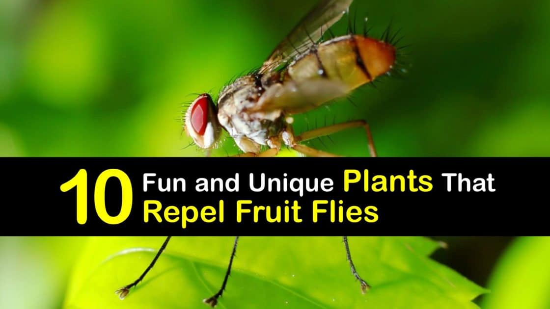 Fruit Fly Repellent Plants Repel Fruit Flies with Greenery
