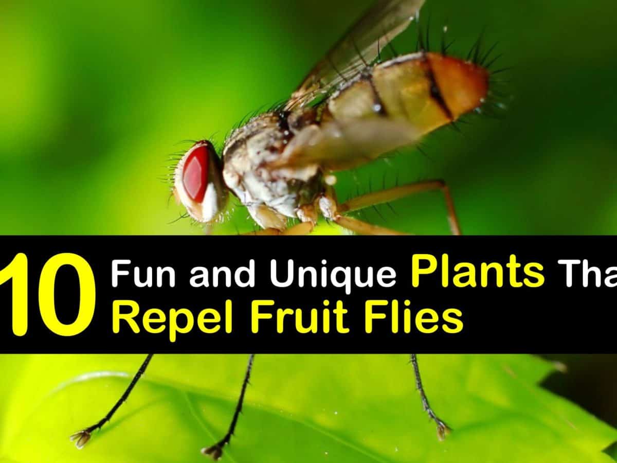 Fruit Flies Life Cycle