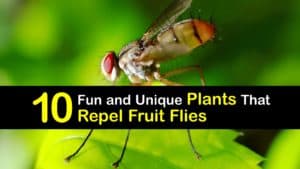 Plants that Repel Fruit Flies titleimg1