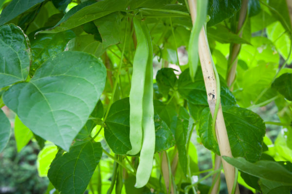 Pole beans provide much-needed nitrogen to garden soil.