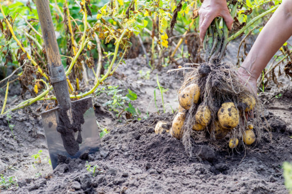 Improve the flavor of your potatoes by growing them with corn.