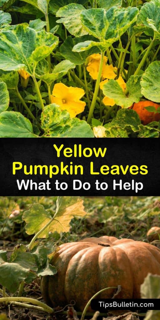 Learn what causes wilting, yellow leaves on pumpkin plants and how to prevent them from destroying your crop. Sometimes the problem is from nutrient deficiencies, and other times it’s from disease or aphids, squash bugs, and cucumber beetles. #pumpkin #yellow #leaves