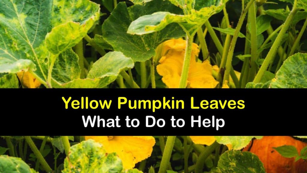 Pumpkin Leaves Turning Yellow titleimg1