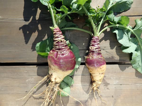 Rutabaga is a brassica family member.