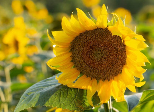 Sunflowers make great companions for corn.