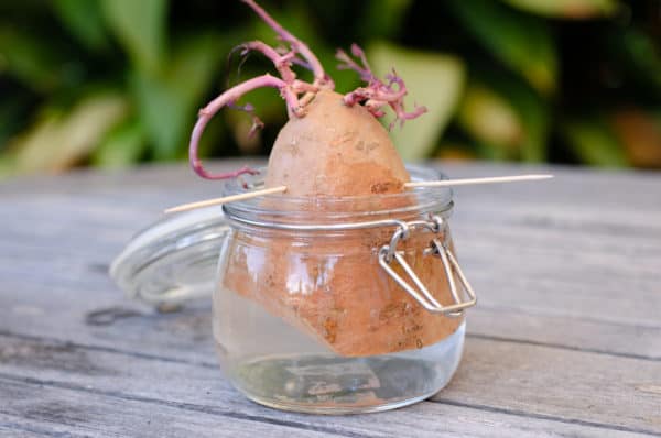 Sweet potatoes are easy to root in a jar.