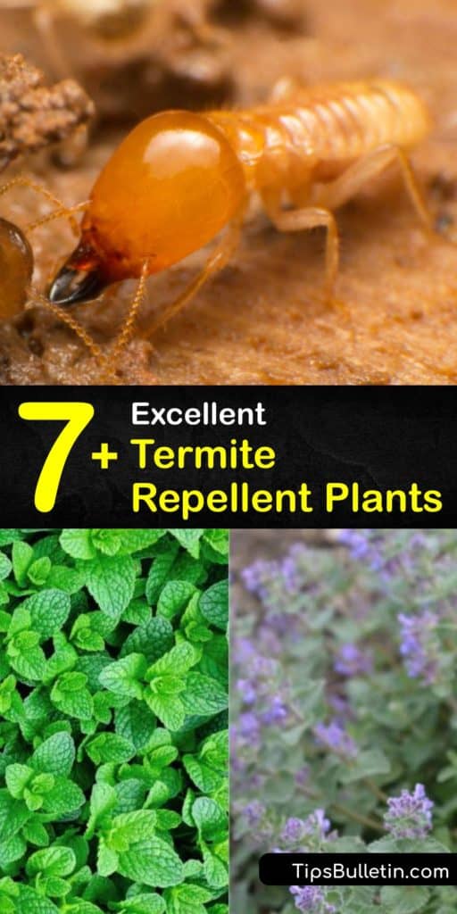 Discover how to grow plants around your home to repel termites and prevent termite infestations. Vetiver grass is a termite repellent plant that keeps subterranean termites out of the yard, while marigolds repel these pests with their scent. #plants #termites #repellent