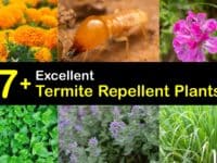Termite Repellent Plants titleimg1
