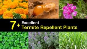 Termite Repellent Plants titleimg1