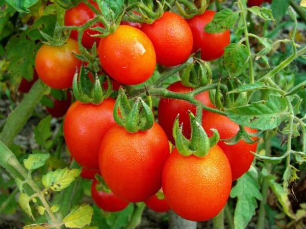 Tomatoes are a popular summer vegetable to grow in the garden or a container.