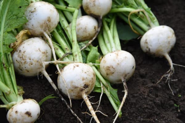 Turnips are a root vegetable perfect for the home garden.