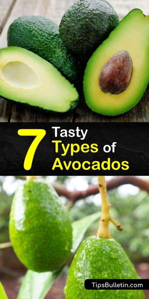 If you're a fan of guacamole, you might be skeptical about trying anything other than the Hass variety. Our guide covers several unique types of avocado, including Gwen, Reed, and Bacon varieties that you should give a chance. #varieties #avocado  