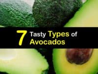 Types of Avocados titleimg1