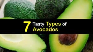 Types of Avocados titleimg1