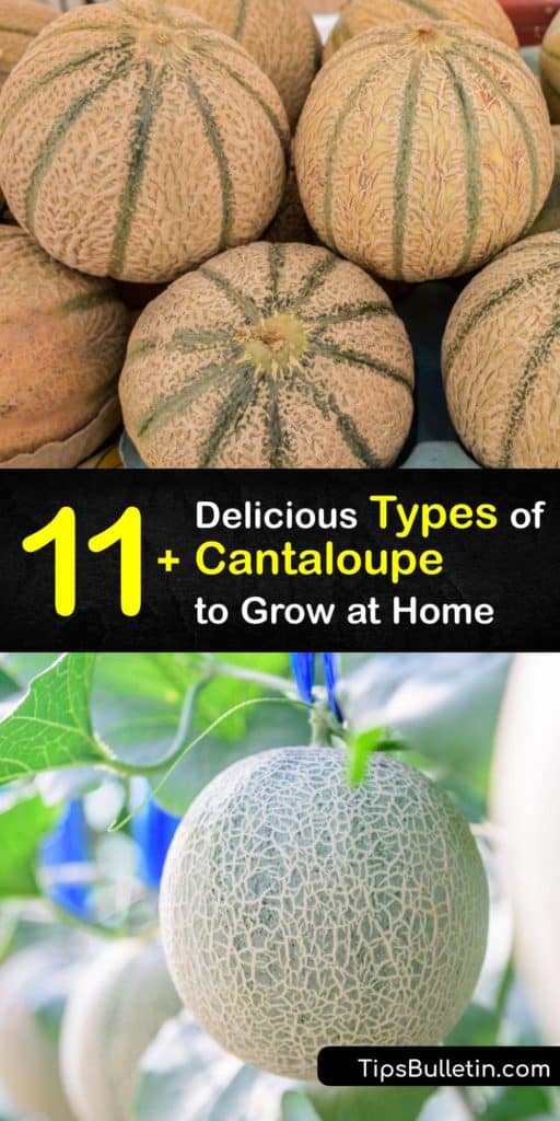 Learn about the Cucumis melo or cantaloupe, including the Canary, Casaba, Galia, and Crenshaw varieties. Use characteristics like gray-green rind and orange flesh to identify each type of cantaloupe, and learn how to grow it. If you love watermelon, try cantaloupe. #types #cantaloupe #varieties