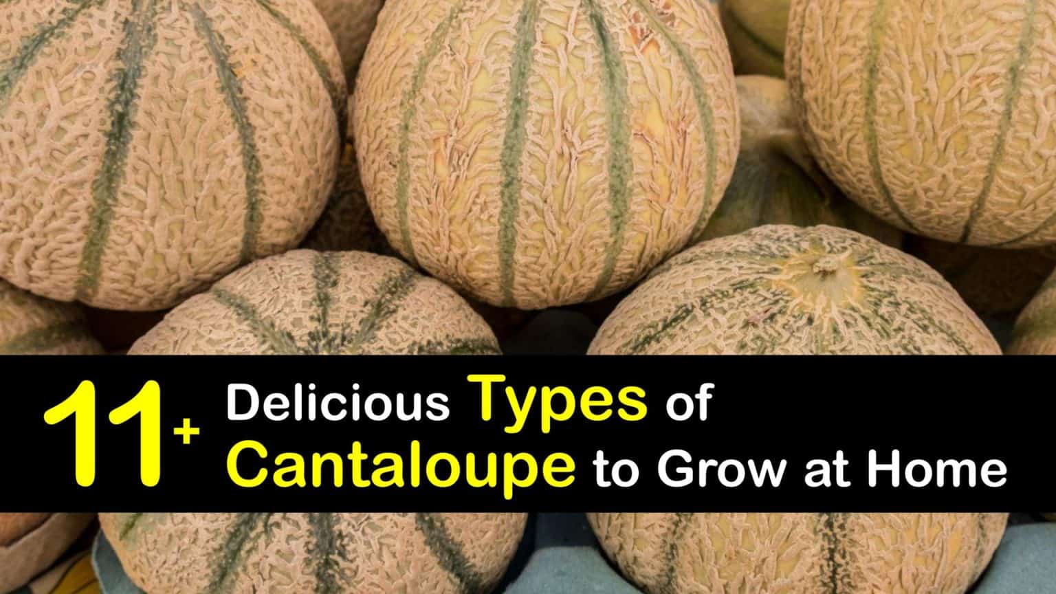 Cantaloupe Varieties Choosing Different Cantaloupe Types 