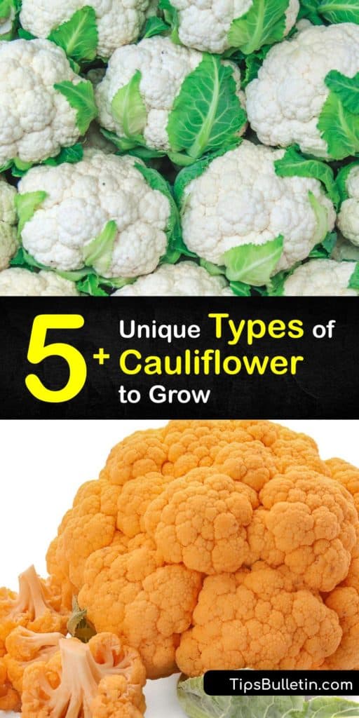 Cauliflower is an interesting vegetable, but many don't know there is more than white cauliflower available. Unique cauliflower cultivars include lime-green florets, purple cauliflower, and a self-blanching variety of white cauliflower. #cauliflower #varieties