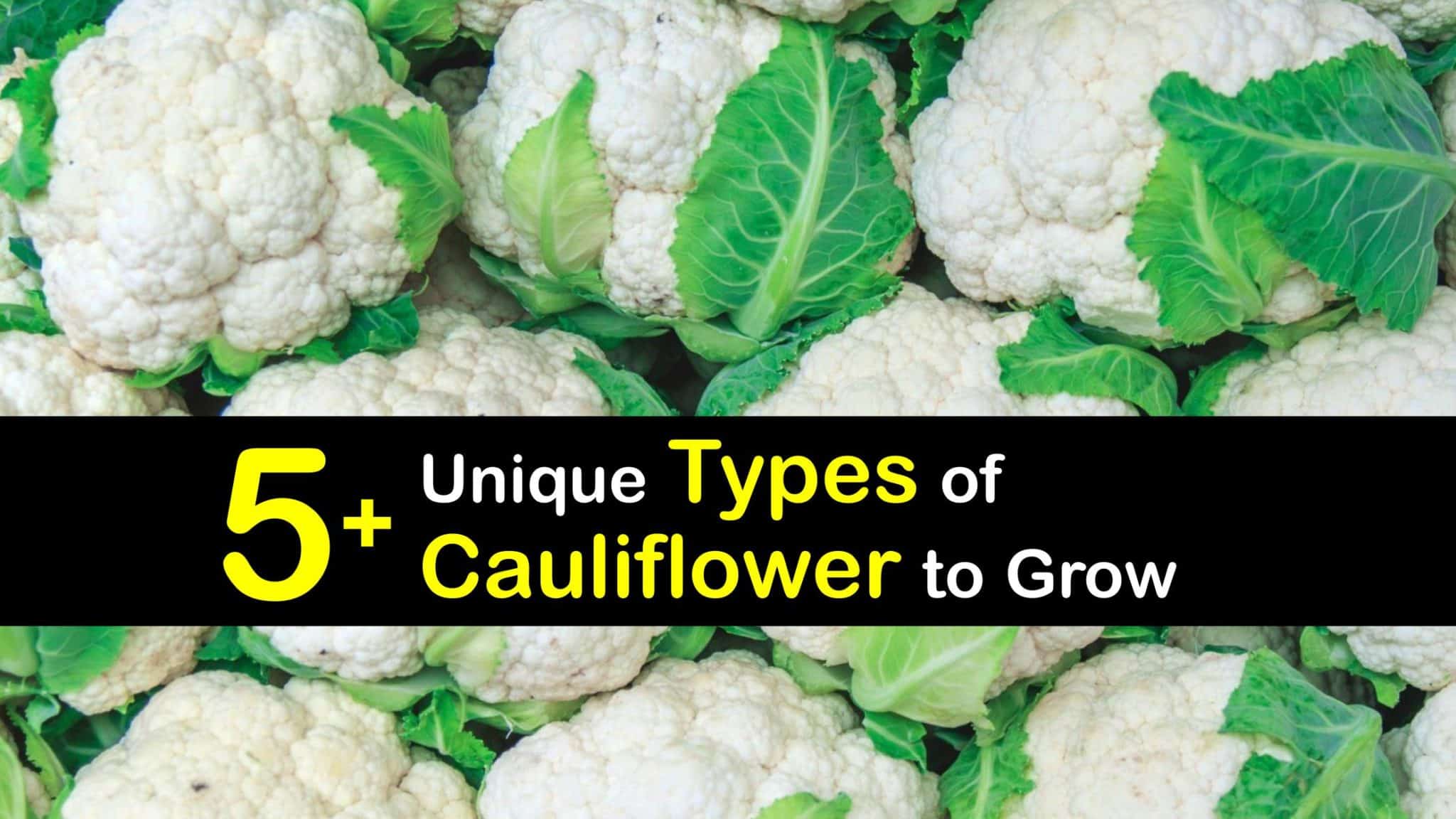 Varieties of Cauliflower Discover Different Cauliflower Types