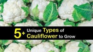 Types of Cauliflower titleimg1