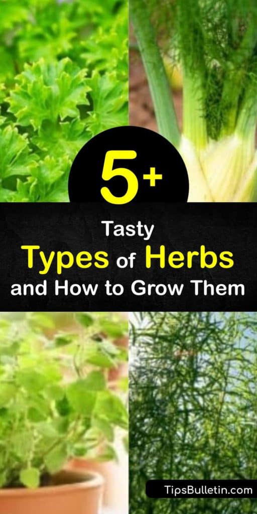Explore the different types of herbs to grow at home such as anise, marjoram, coriander and oregano. Start an herb garden to enjoy fresh herbs to flavor and garnish Italian, French, Greek, Mediterranean cuisine, and more. #types #herbs #varieties