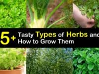 Types of Herbs titleimg1