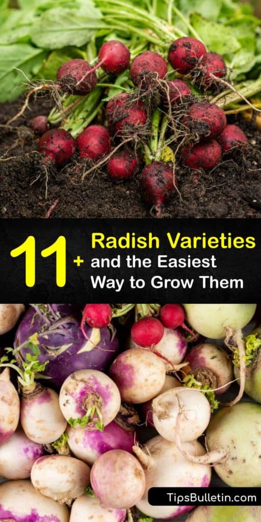 Learn about the different radish varieties, including round and oblong shaped. Whether you prefer black radish or red, discover how to grow the Cherry Belle, Black Spanish, Easter Egg, White Icicle, Horseradish and Watermelon radish in your home garden. #types #radishes #varieties