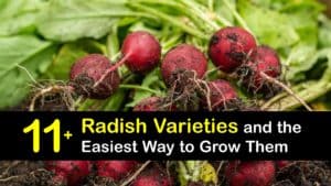 Types of Radishes titleimg1