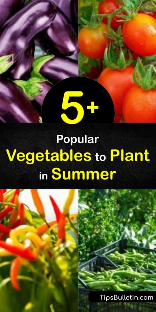 Learn which vegetables to grow in a summer garden for a fall crop. While many veggies like Brussels sprouts, turnips, and collards prefer growing in cool weather, summer squash, okra, hot peppers, and other vegetables thrive during the summer heat. #growing #vegetables #summer #planting