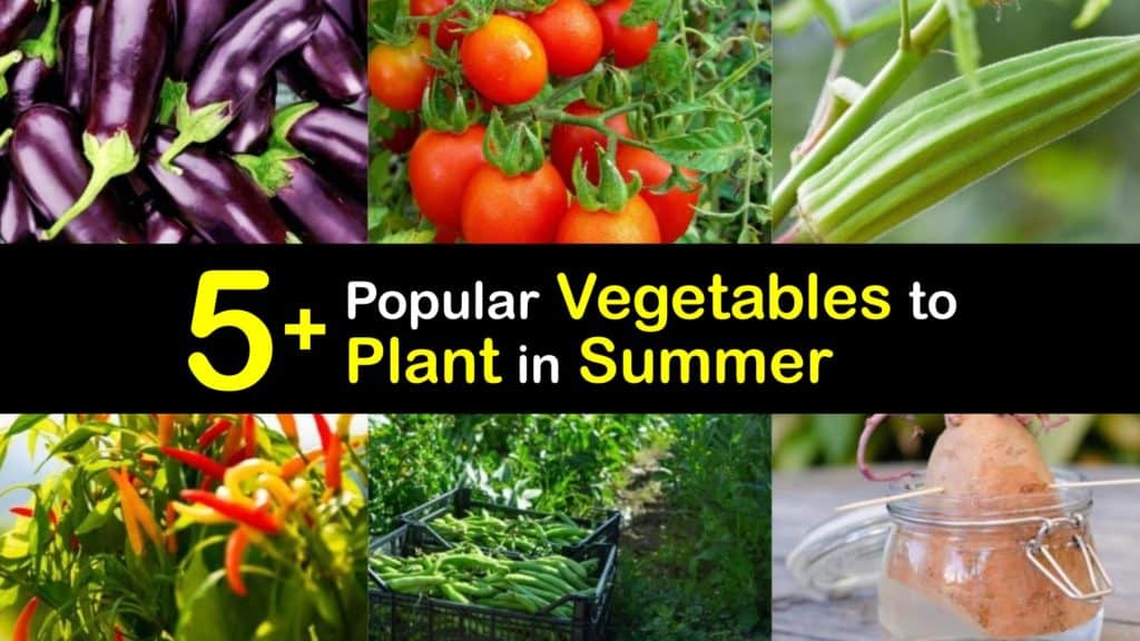 Vegetables to Plant in Summer titleimg1
