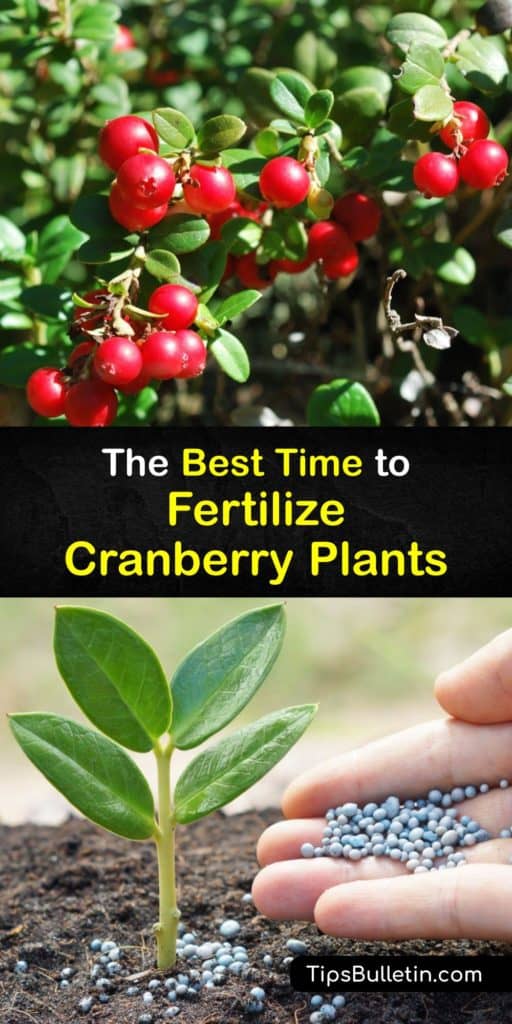 Discover when to fertilize Howes, Stevens, and Massachusetts cranberries with ammonium sulfate, and how these plants interact with organic matter, phosphorus, potassium, and calcium, including insights from cranberry expert, Carolyn Demoranville. #fertilize #cranberries #when