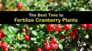 When to Fertilize Cranberries titleimg1