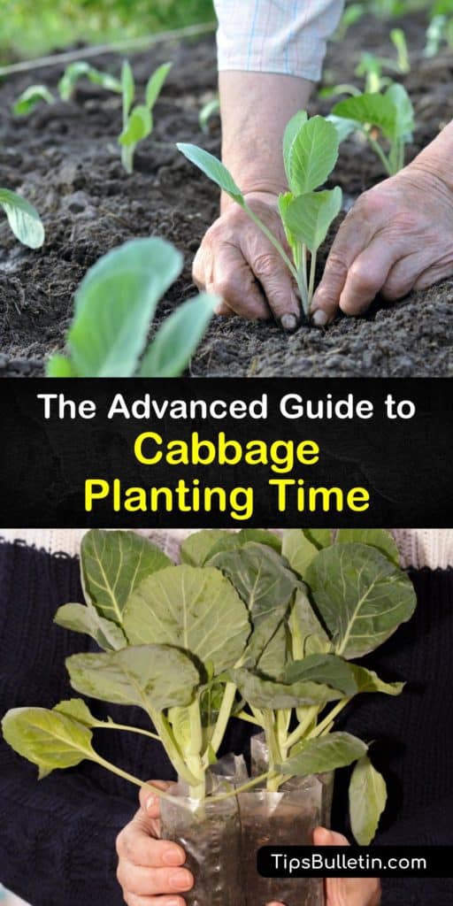 Learn about planting cabbage varieties (Brassica oleracea), including spacing, transplanting, soil preparation and mulch, for a tasty fall crop. Avoid black rot and harvest delicious outer leaves or the whole plant for zingy sauerkraut. #when # plant #cabbage