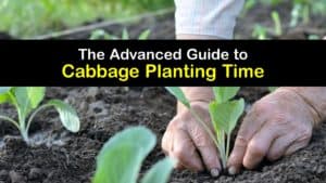 When to Plant Cabbage titleimg1