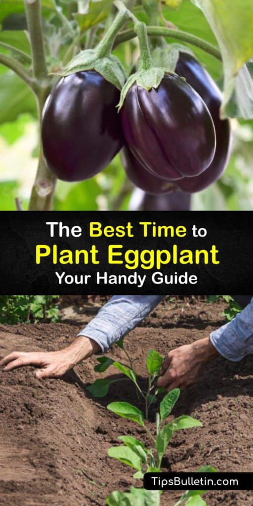 Planting eggplant is easy with this quick little guide. Learn a bit about each popular eggplant variety, how to start eggplant seeds, soil health, and pest control. Make this your year for a great big eggplant harvest. #eggplant #planting #season