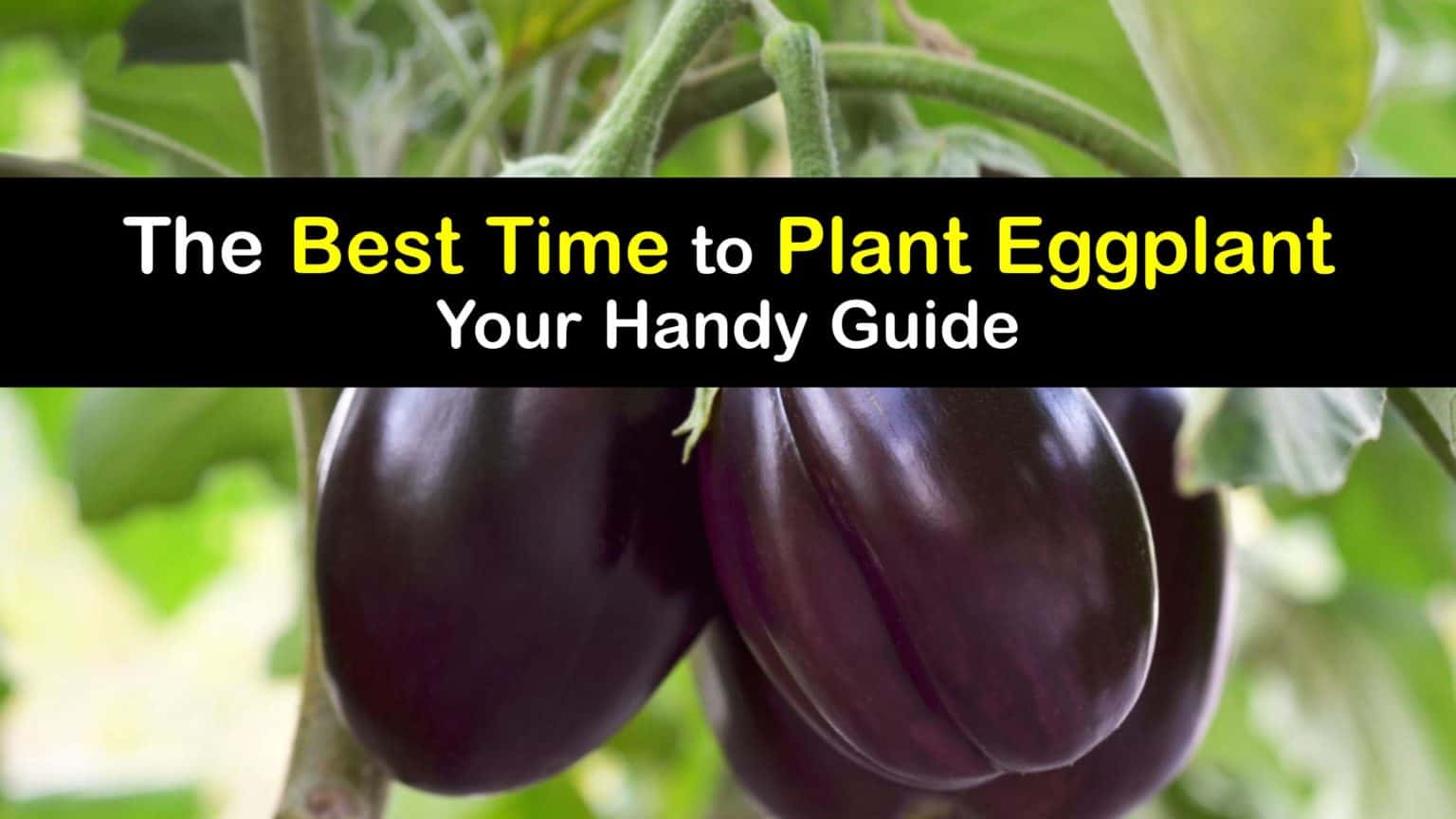 Eggplant Growing Easy Tricks for the Best Time to Plant Eggplant