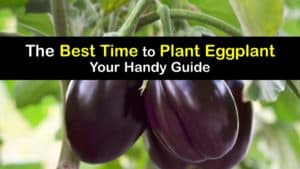 When to Plant Eggplant titleimg1