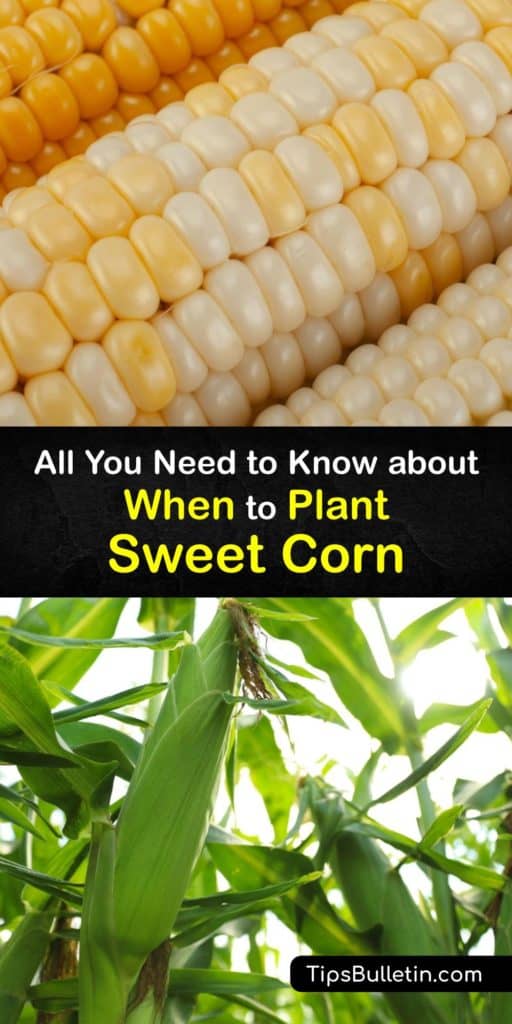 Although sweet corn plants don't produce ears as versatile as field corn, sweet corn is delicious fresh off the corn stalk. Successfully growing sweet corn involves knowing when to start planting sweet corn seed in the soil for the best yield possible. #corn #sweet #planting #time