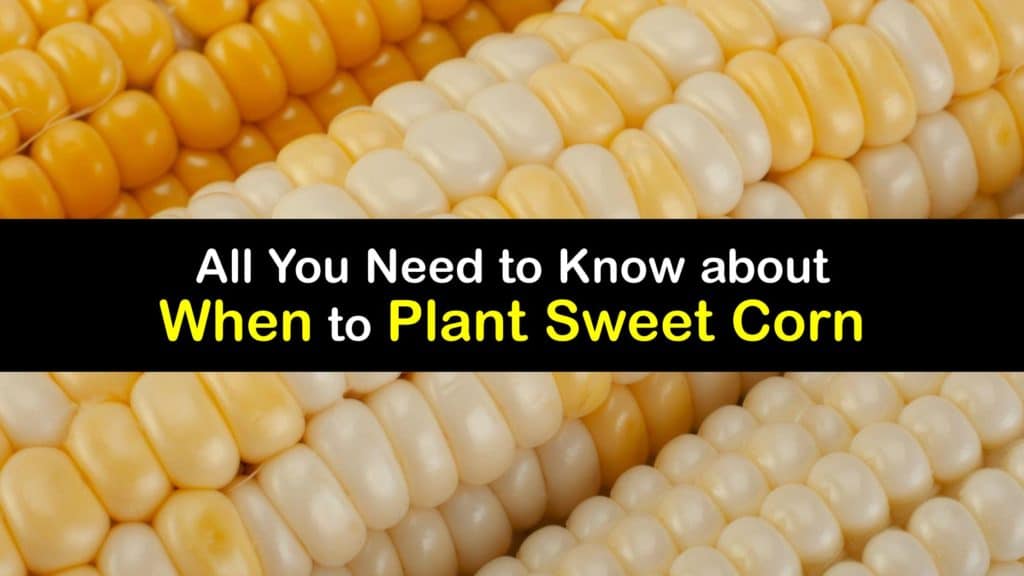 When to Plant Sweet Corn titleimg1