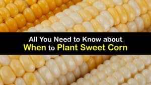 When to Plant Sweet Corn titleimg1