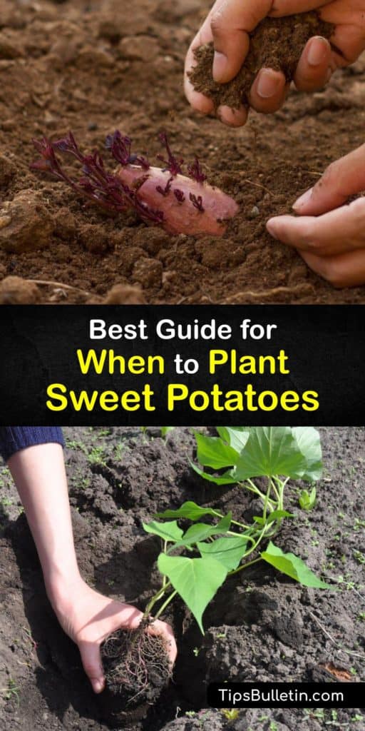 Uncover beneficial tips about the sweet potato growing season, including the optimal soil temperature to plant sweet potato slips. Find out how to use black plastic and mulch to benefit the growth of sweet potatoes in your vegetable garden. #sweet #potatoes #planting #when