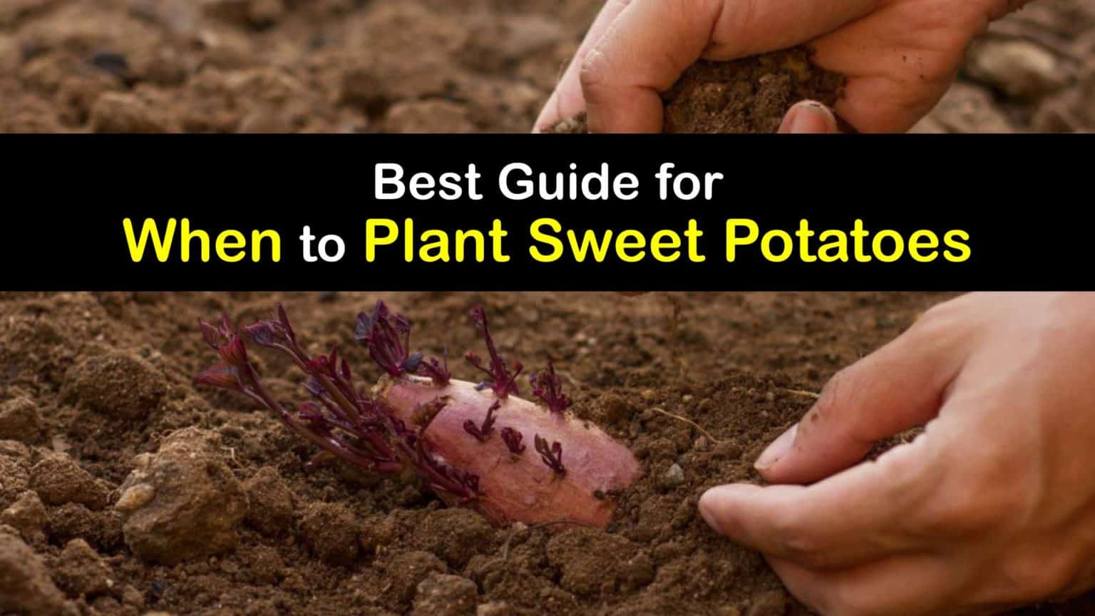 Grow Sweet Potato Plants Quick Tricks for When to Plant Sweet Potatoes